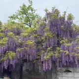 熊野街道信達宿　梶本家の藤