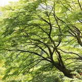いろは楓の巨樹