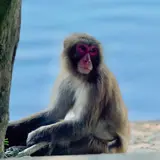 淡路島モンキーセンター