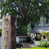 了徳寺の御葉附銀杏