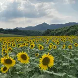 中山ひまわり団地