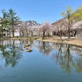 湯沢中央公園【桜の名所】