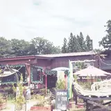 フィンランドの森
