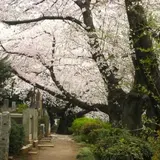 染井霊園