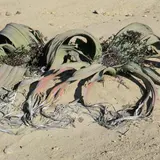 ナミビア　カオランド