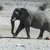 エトーシャ国立公園