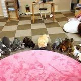 Cat Cafe ねころび