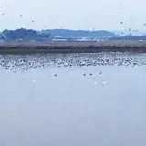 伊豆沼