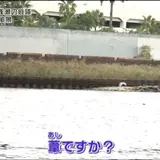 葦
