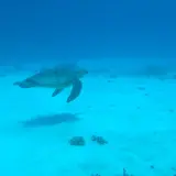 座間味ダイバーズエッグプロジェクト