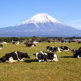 朝霧高原