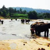 Pinnawala Elephant Orphanage