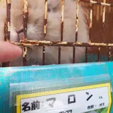 宝登山小動物公園
