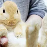 あにまるかふぇ