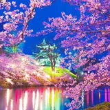 悠久山公園【桜の名所】