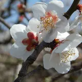 青谷梅林