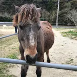 つまんでご卵