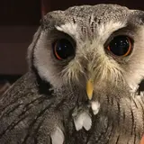 ふくろうカフェならまち