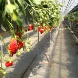 小泉農園ストロベリーショップ