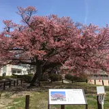 向島小学校