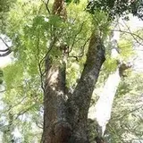 来宮神社