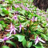 佐野市 万葉自然公園 かたくりの里