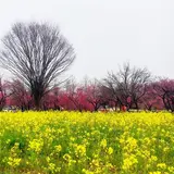 古河総合公園