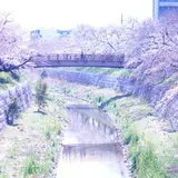 山崎川四季の道