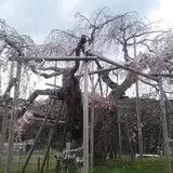 畑のしだれ桜