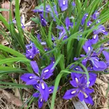 西浦エヒメアヤメ自生南限地帯