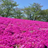 新荒川大橋野球場