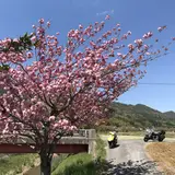 下板井のシャクナゲ