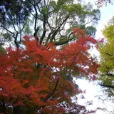 大興善寺のツツジ・モミジ