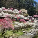 すみよしや