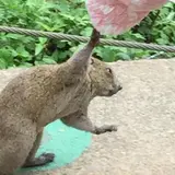 町田リス園