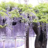 曼陀羅寺
