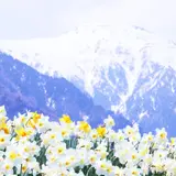 光前寺前のスイセン