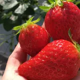 【閉業】林いちご園