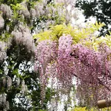萬葉植物園