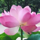 花はす公園