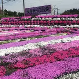 札苅芝桜園