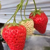 いちごの堺