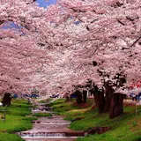 観音寺川の桜