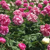 富岡しゃくやく園