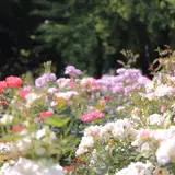 庄内緑地公園
