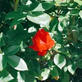 国際バラ試験庭園