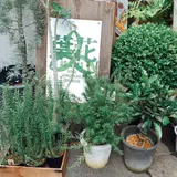葉花