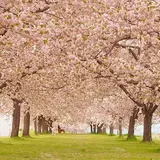 千曲川堤防の桜堤