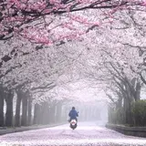 和らぎの道