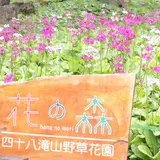 花の森四十八滝山野草花園